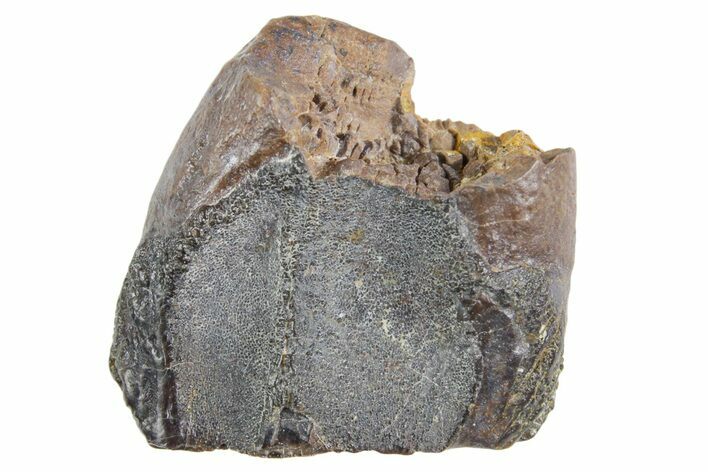 Fossil Triceratops Shed Tooth - Wyoming #358318